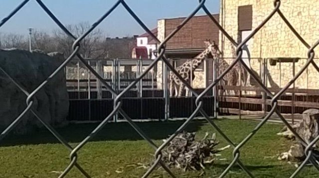 zoo 34